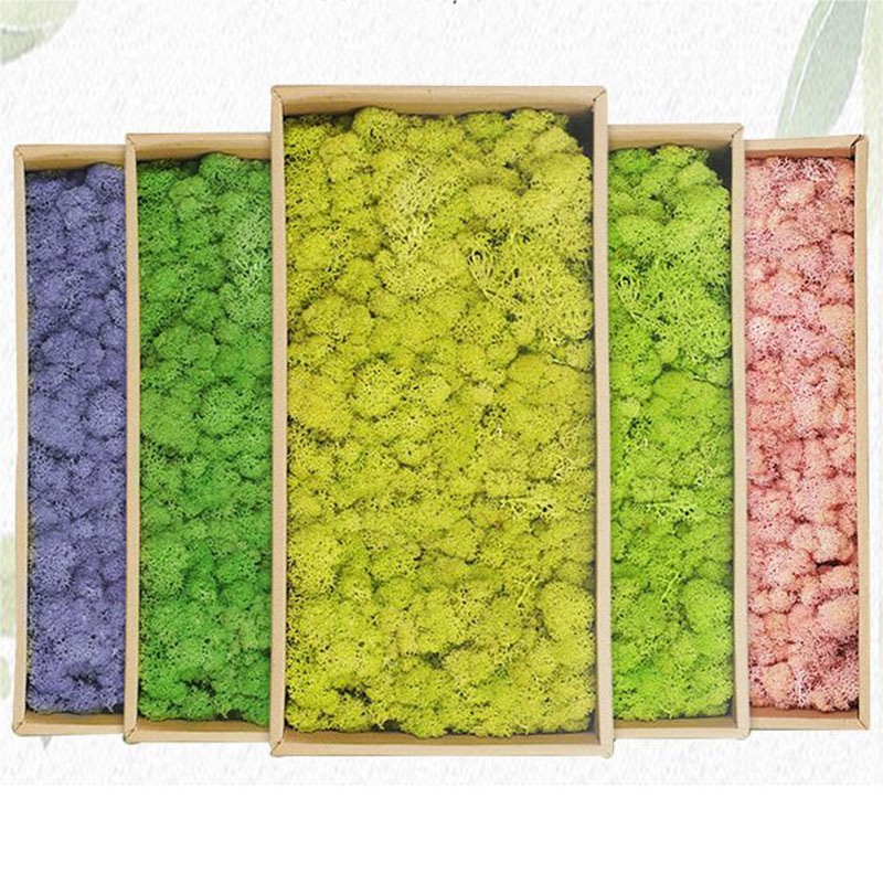 Sphagnum Moss Dry - 人工緑の植物,庭の装飾,家,リビングルーム,20g